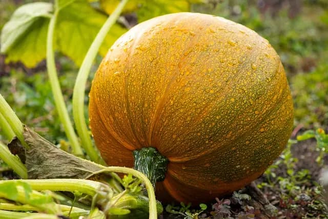 Cómo crear un disfraz de calabaza impactante para Halloween