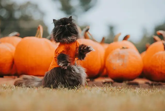 Cómo hacer el disfraz de Halloween perfecto para tus hijos
