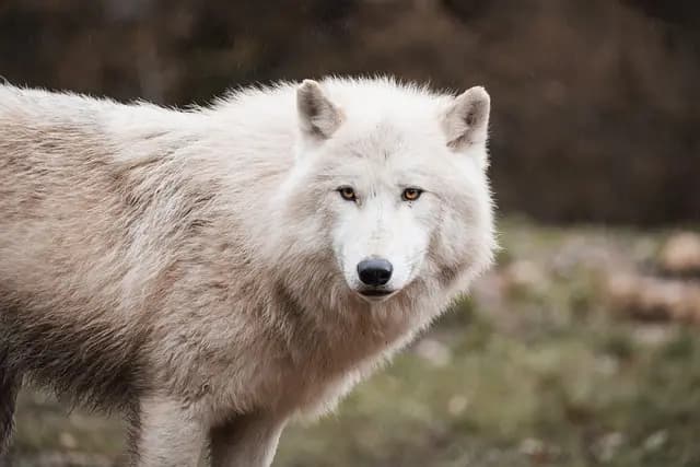 Cómo hacer un disfraz de lobo aterrador para Halloween